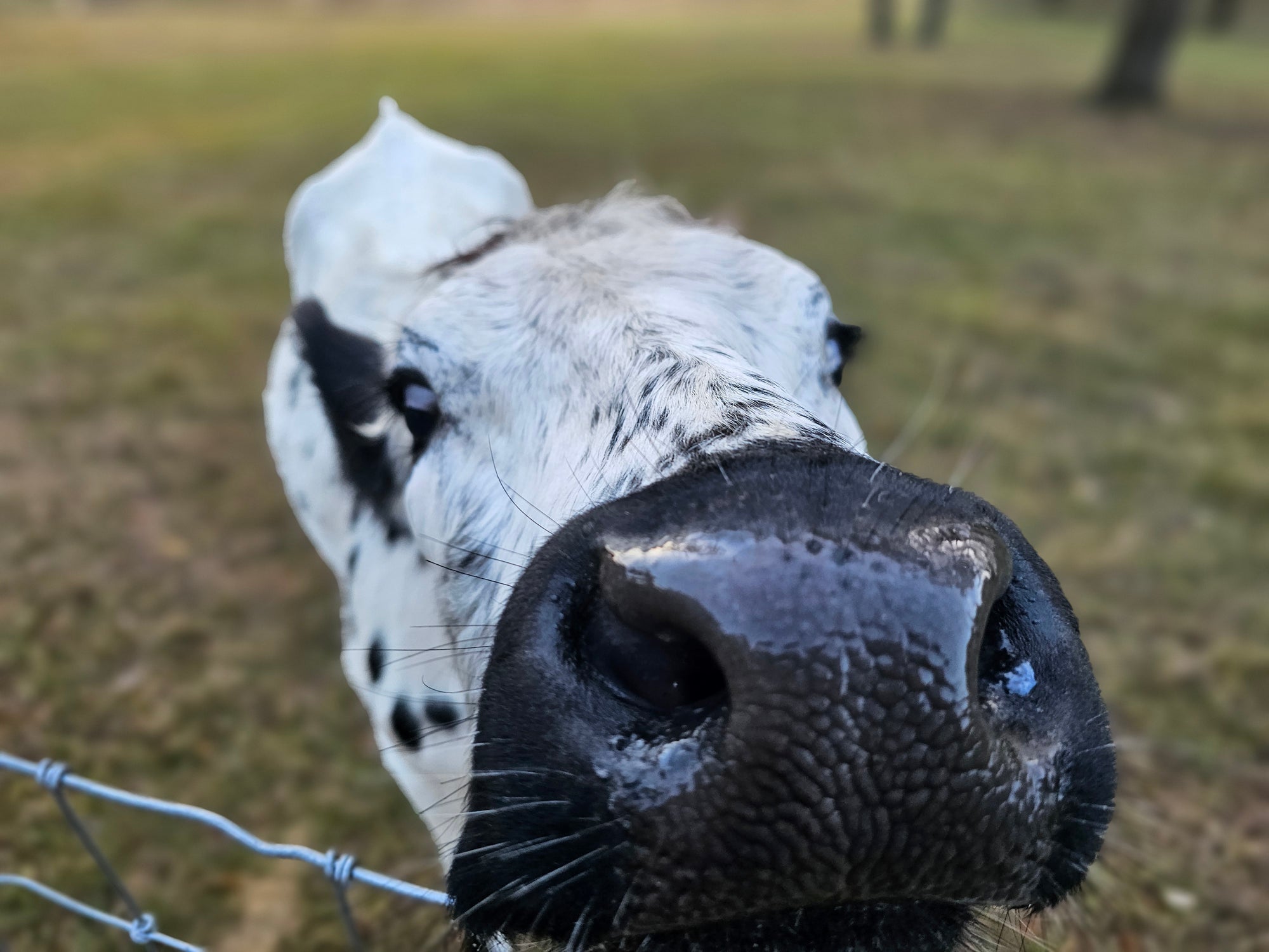 A spotted cow pressing its nose toward the camera over a wire fence