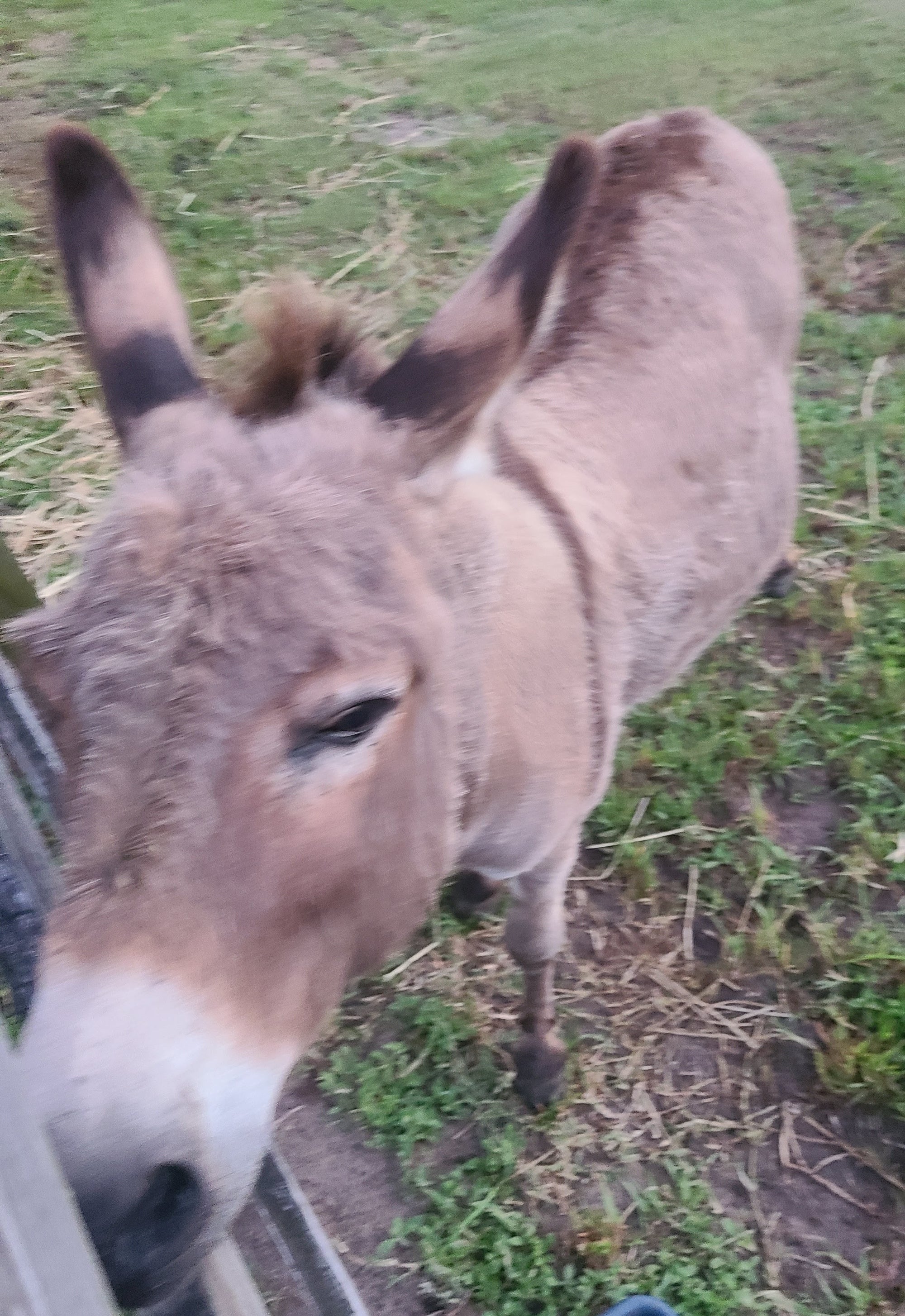 A tan donkey looking straight into the camera