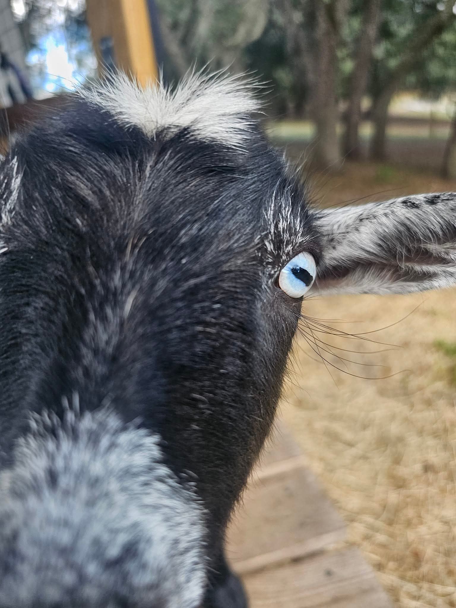 A black Nigerian Dwarf goat with a striking blue eye
