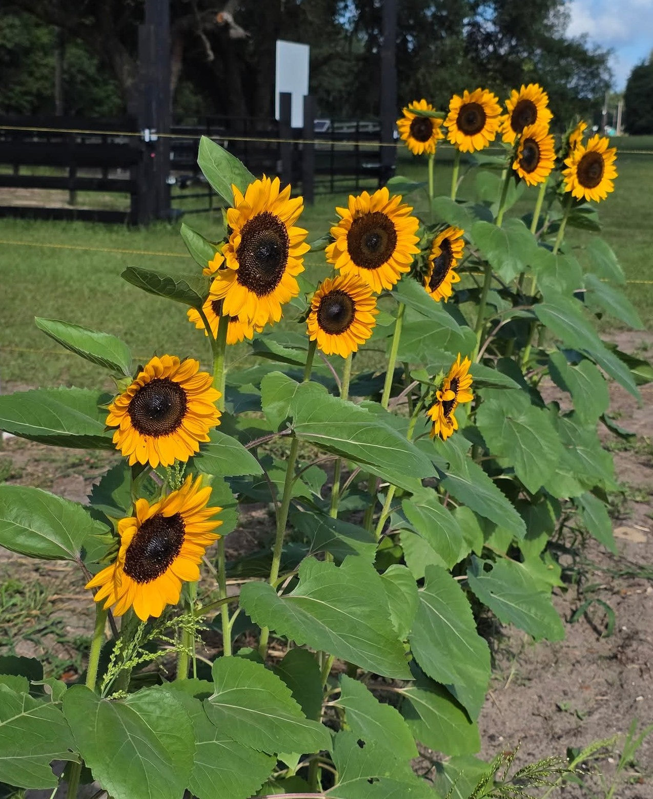 Tall sunflowers in bloom by the fence at Bristol Oaks