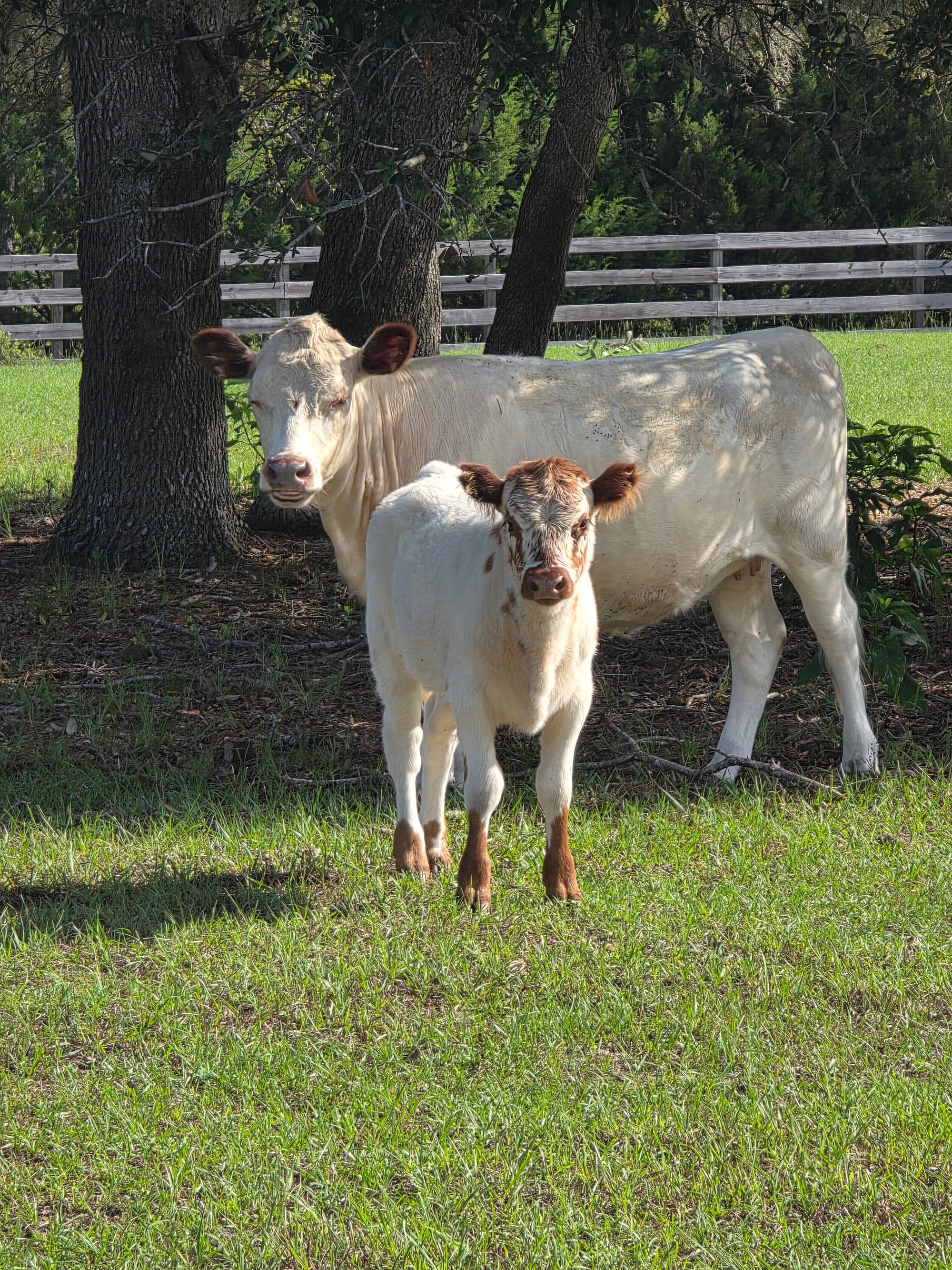 A white cow and her calf standing in the green pasture at Bristol Oaks