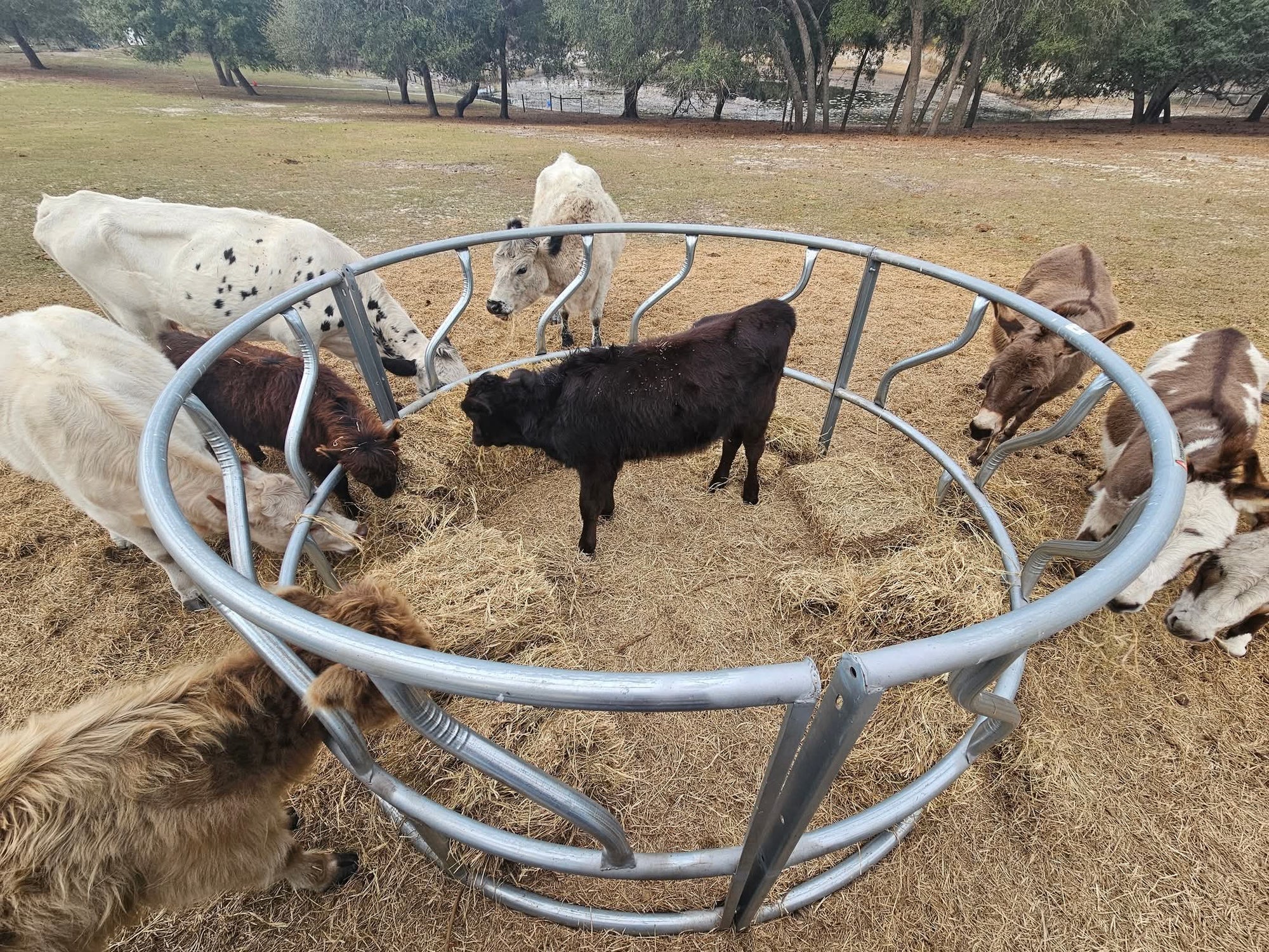 The Bristol Oaks herd of miniature cows gathered around a hay ring in the pasture