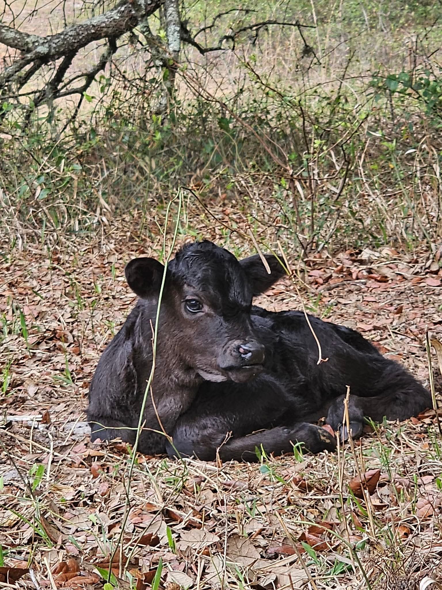 A black calf resting in the leaves