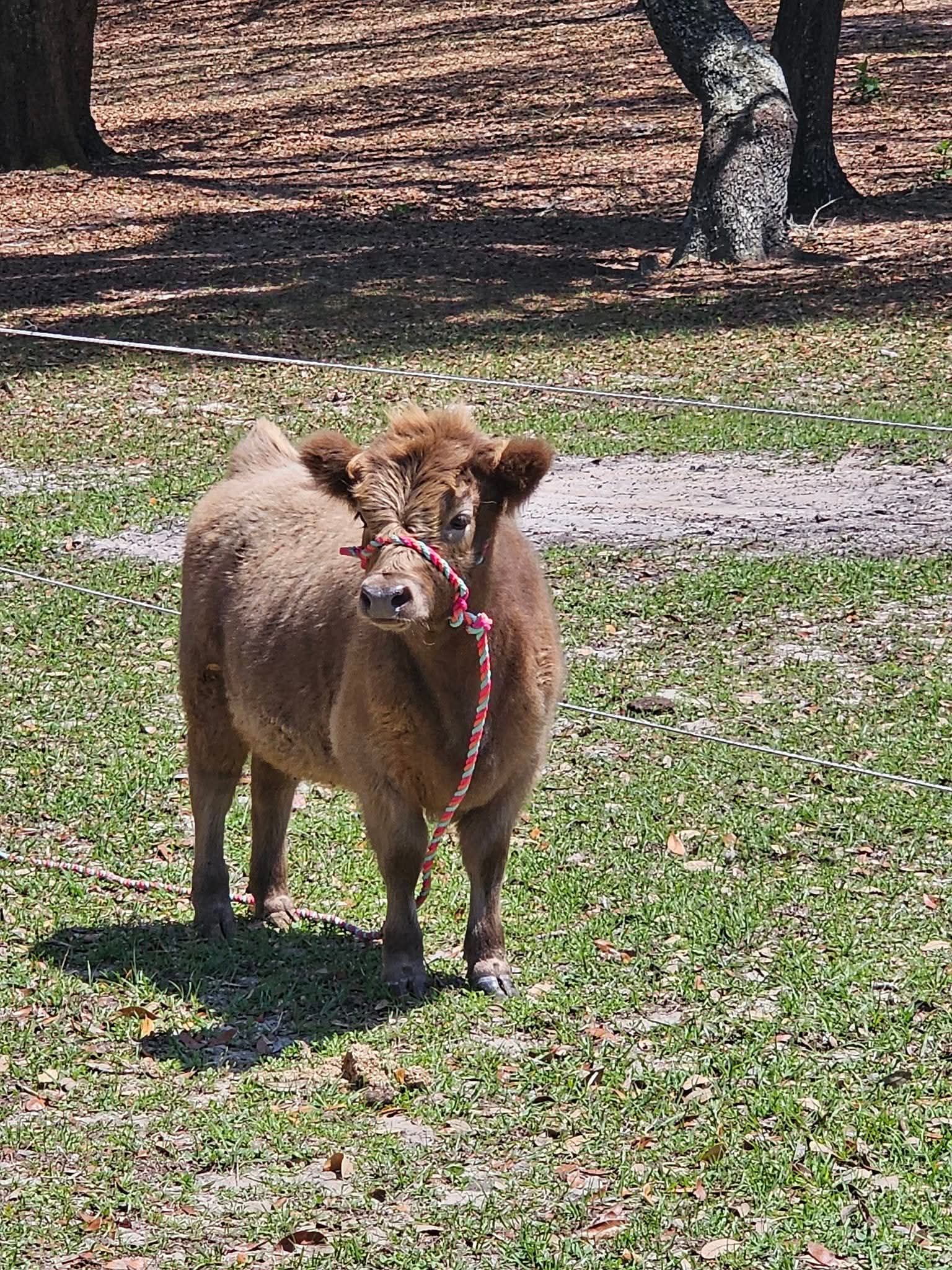A small fluffy brown Highland calf on a pink halter