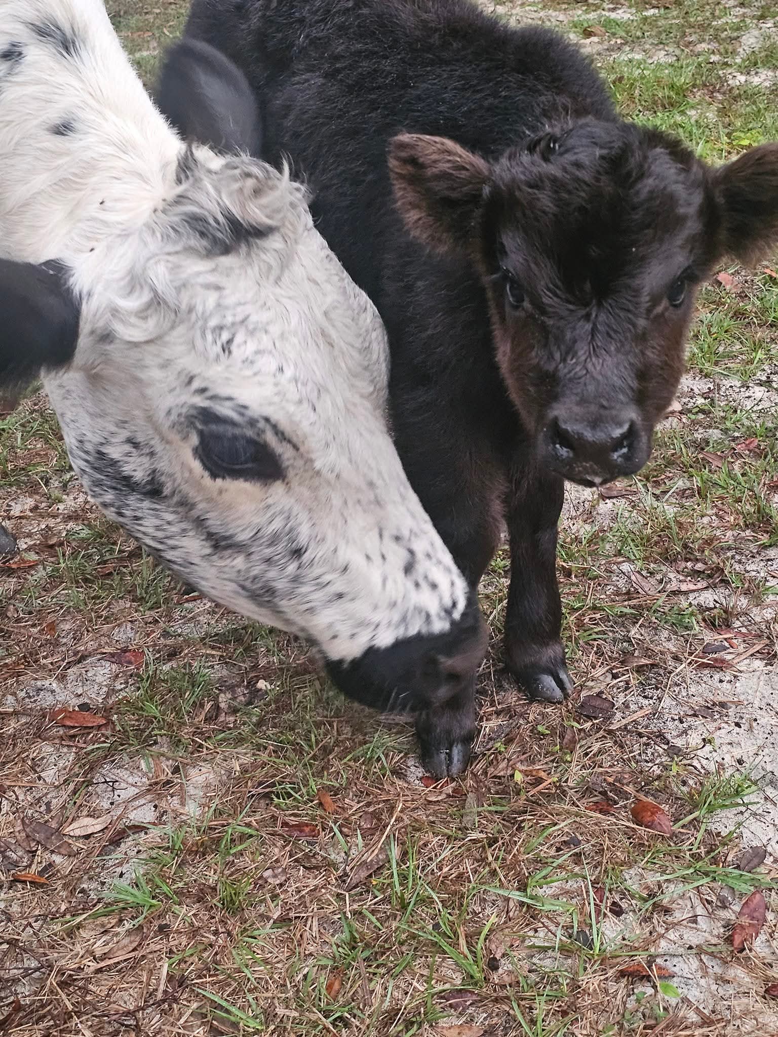 Two young calves, one white with black spots and one black, side by side